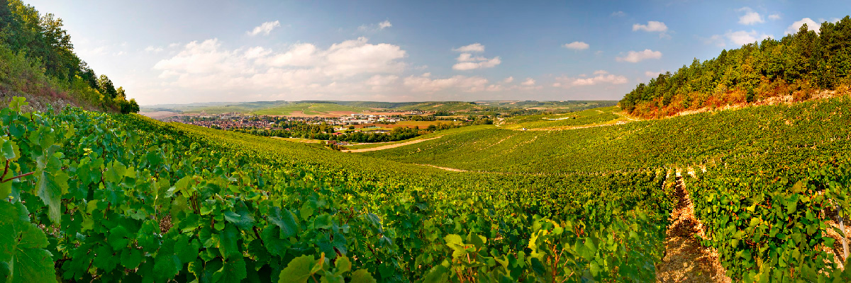 La Chablisienne